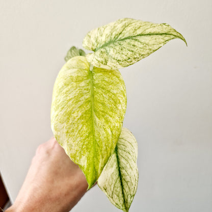 Monstera Deliciosa Mint Variegated Rare Houseplant 6cm pot (7)