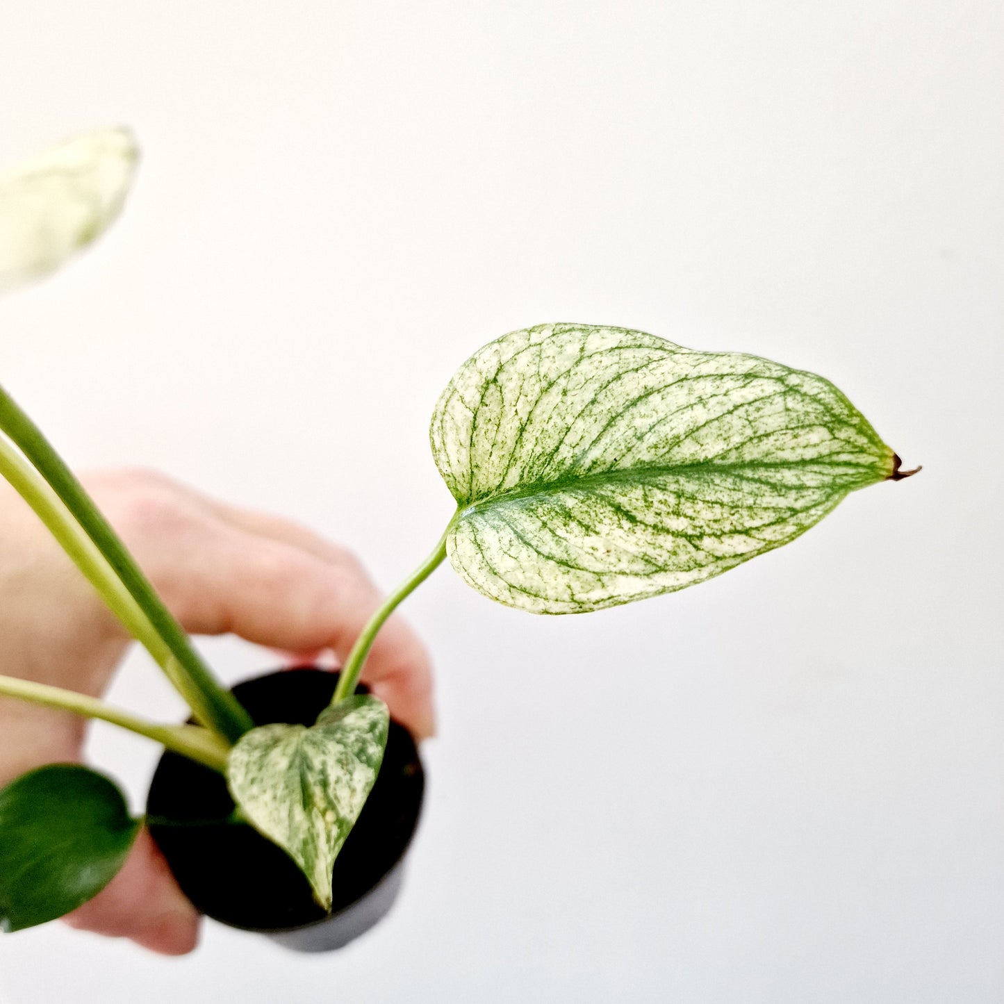 Monstera Deliciosa Mint Variegated Rare Houseplant 6cm pot (7)