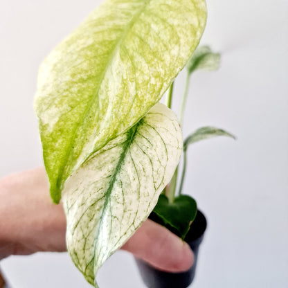 Monstera Deliciosa Mint Variegated Rare Houseplant 6cm pot (7)