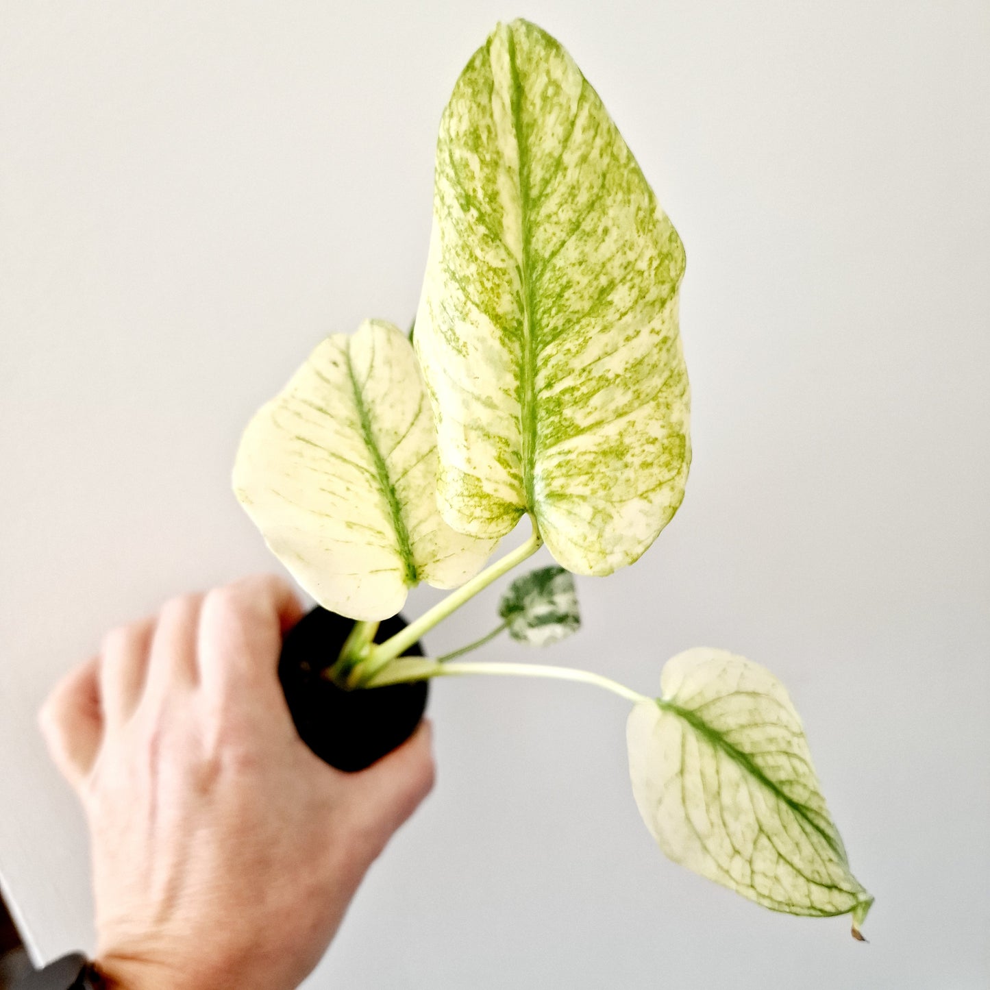 Monstera Deliciosa Mint Variegated Rare Houseplant 6cm pot (8)