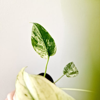 Monstera Deliciosa Mint Variegated Rare Houseplant 6cm pot (8)