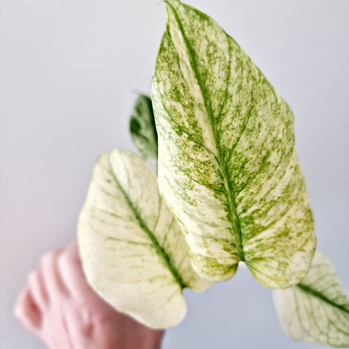 Monstera Deliciosa Mint Variegated Rare Houseplant 6cm pot (8)