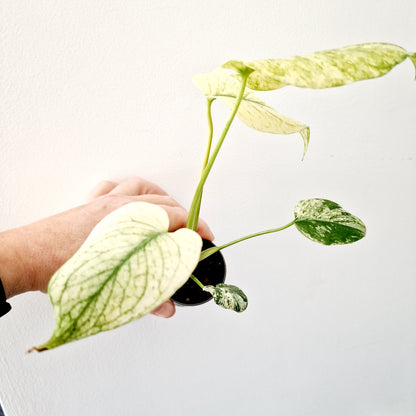 Monstera Deliciosa Mint Variegated Rare Houseplant 6cm pot (8)