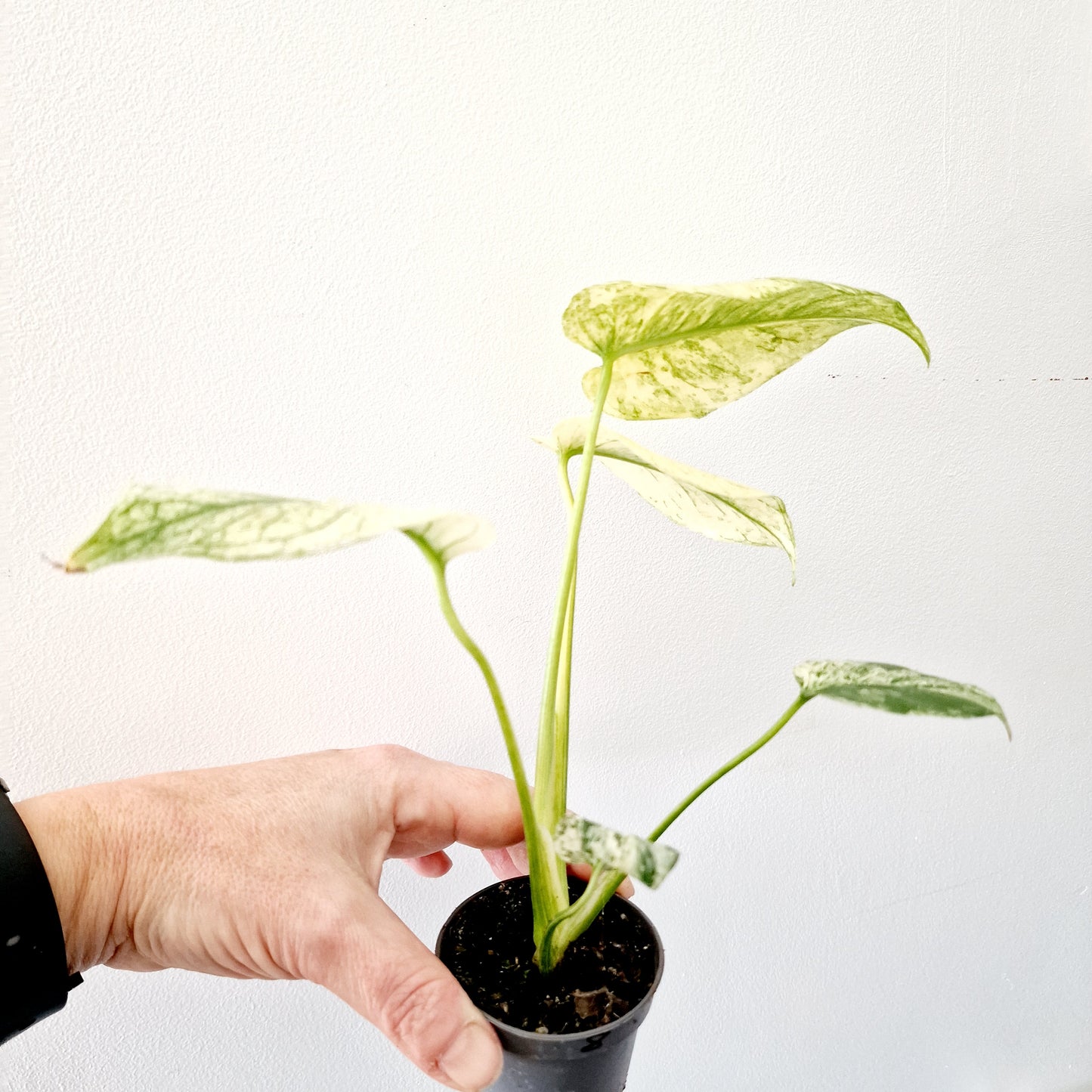 Monstera Deliciosa Mint Variegated Rare Houseplant 6cm pot (8)