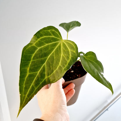 Anthurium Delta Force Rare Houseplant 13cm pot