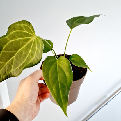 Anthurium Delta Force Rare Houseplant 13cm pot