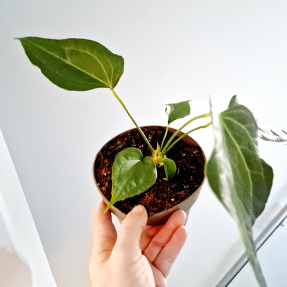 Anthurium Delta Force Rare Houseplant 13cm pot