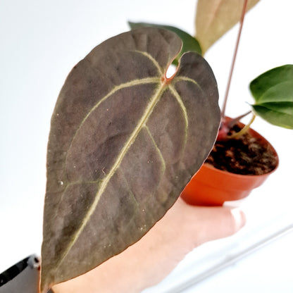 Anthurium Dark & Handsome 9 x Red Velvet Cake Rare Houseplant 7cm pot (7)