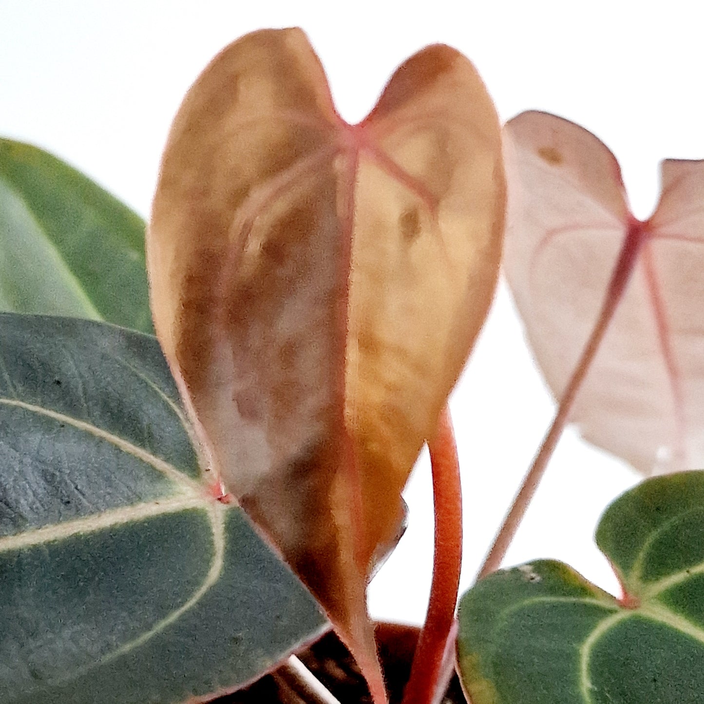 Anthurium Dark & Handsome 9 x Red Velvet Cake Rare Houseplant 7cm pot (8)