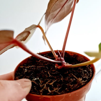 Anthurium Dark & Handsome 9 x Red Velvet Cake Rare Houseplant 7cm pot (11)