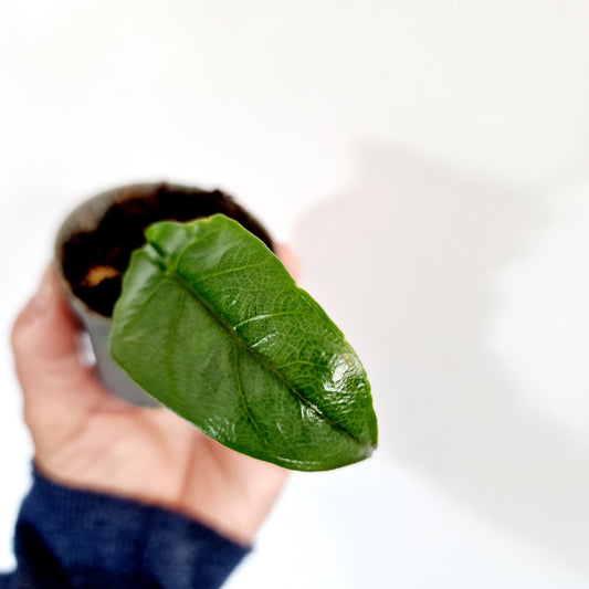 Alocasia Heterophilla 'Dragons Breath' Houseplant 5cm pot (2)