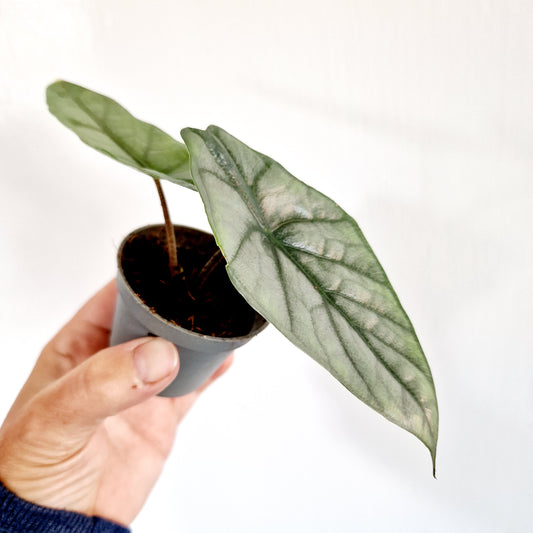 Alocasia Heterophilla 'Dragons Breath' Houseplant 5cm pot (3)