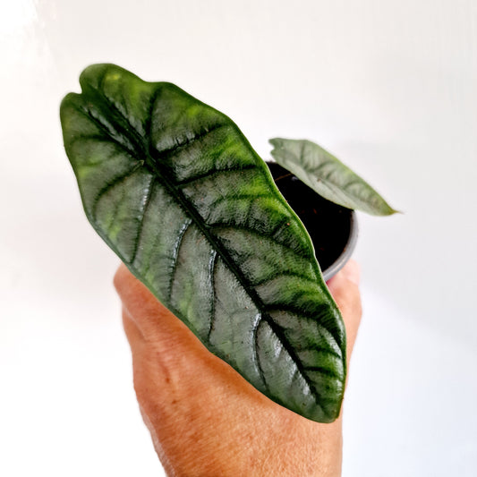 Alocasia Heterophilla 'Dragons Breath' Houseplant 9cm pot (4)