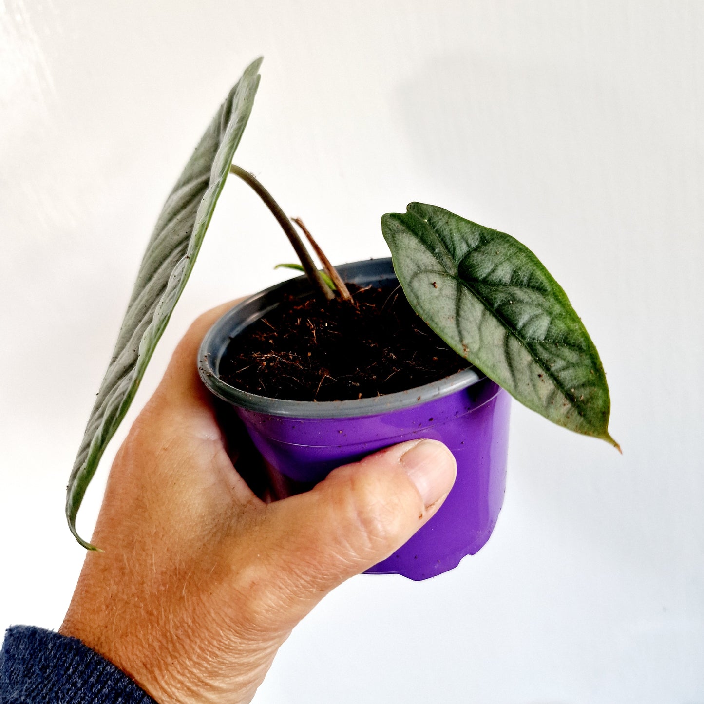 Alocasia Heterophilla 'Dragons Breath' Houseplant 9cm pot (4)