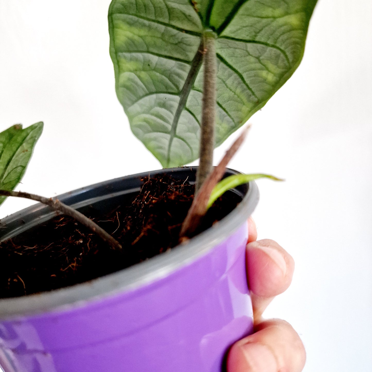 Alocasia Heterophilla 'Dragons Breath' Houseplant 9cm pot (4)