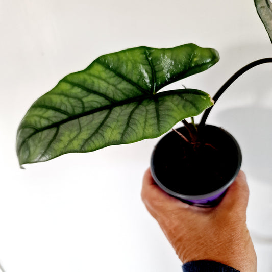 Alocasia Heterophilla 'Dragons Breath' Houseplant 9cm pot (7)
