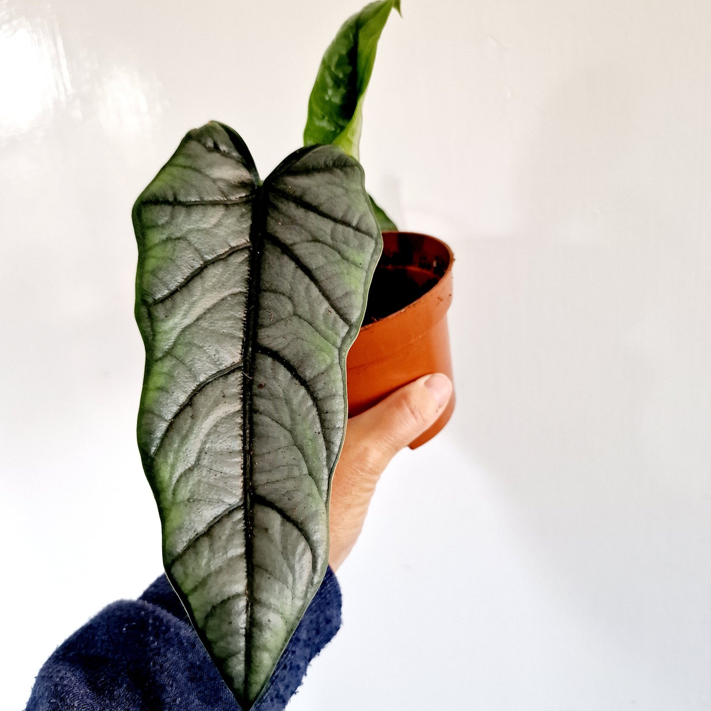 Alocasia Heterophilla 'Dragons Breath' Houseplant 9cm pot (8)