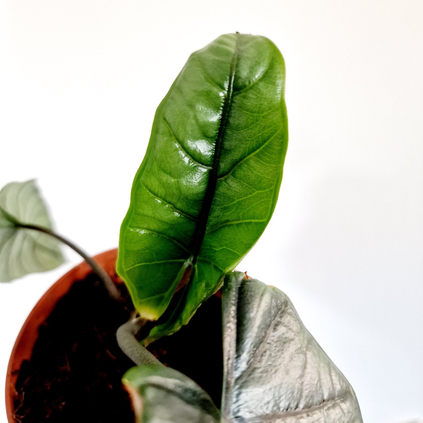 Alocasia Heterophilla 'Dragons Breath' Houseplant 9cm pot (8)
