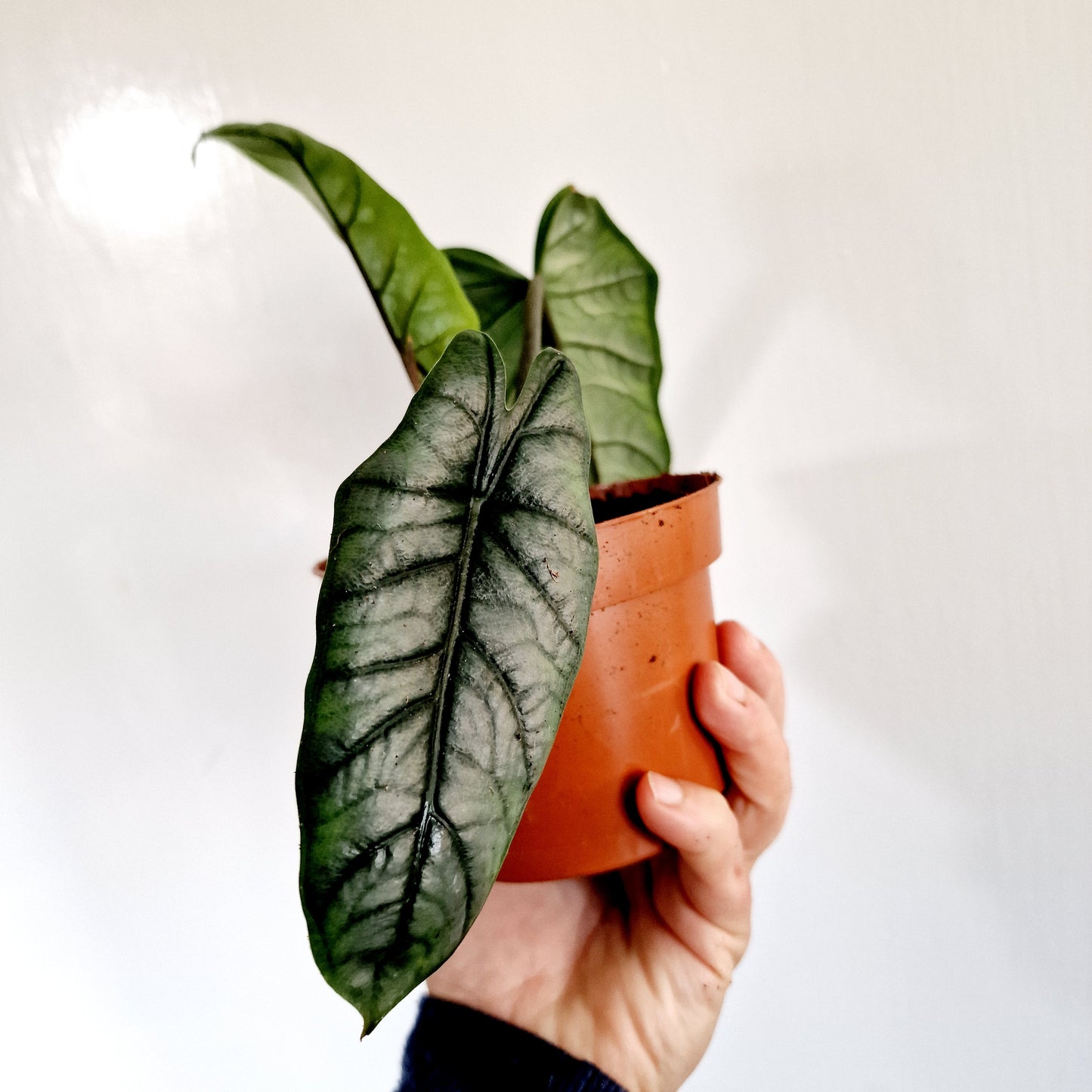 Alocasia Heterophilla 'Dragons Breath' Houseplant 9cm pot (8)