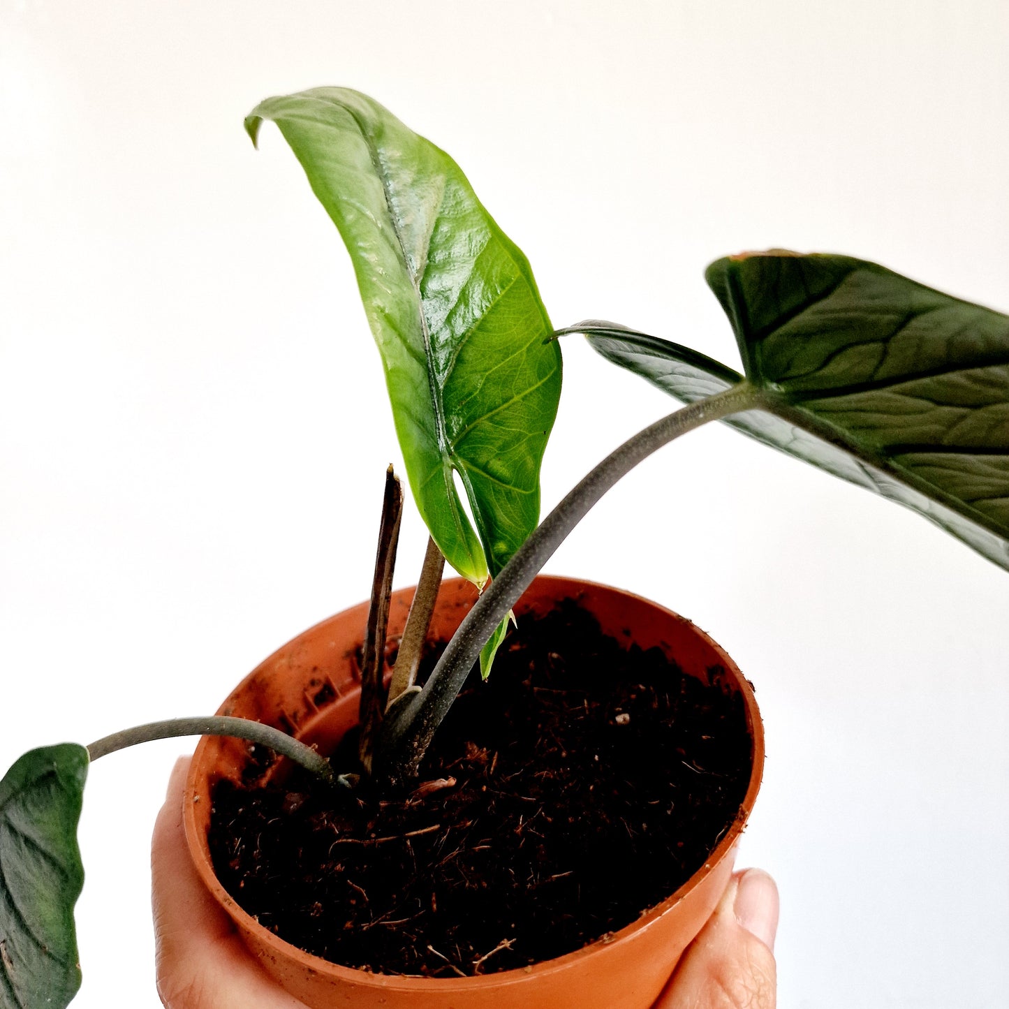 Alocasia Heterophilla 'Dragons Breath' Houseplant 9cm pot (8)