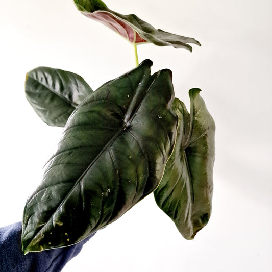 Alocasia Green Unicorn Houseplant 14cm pot