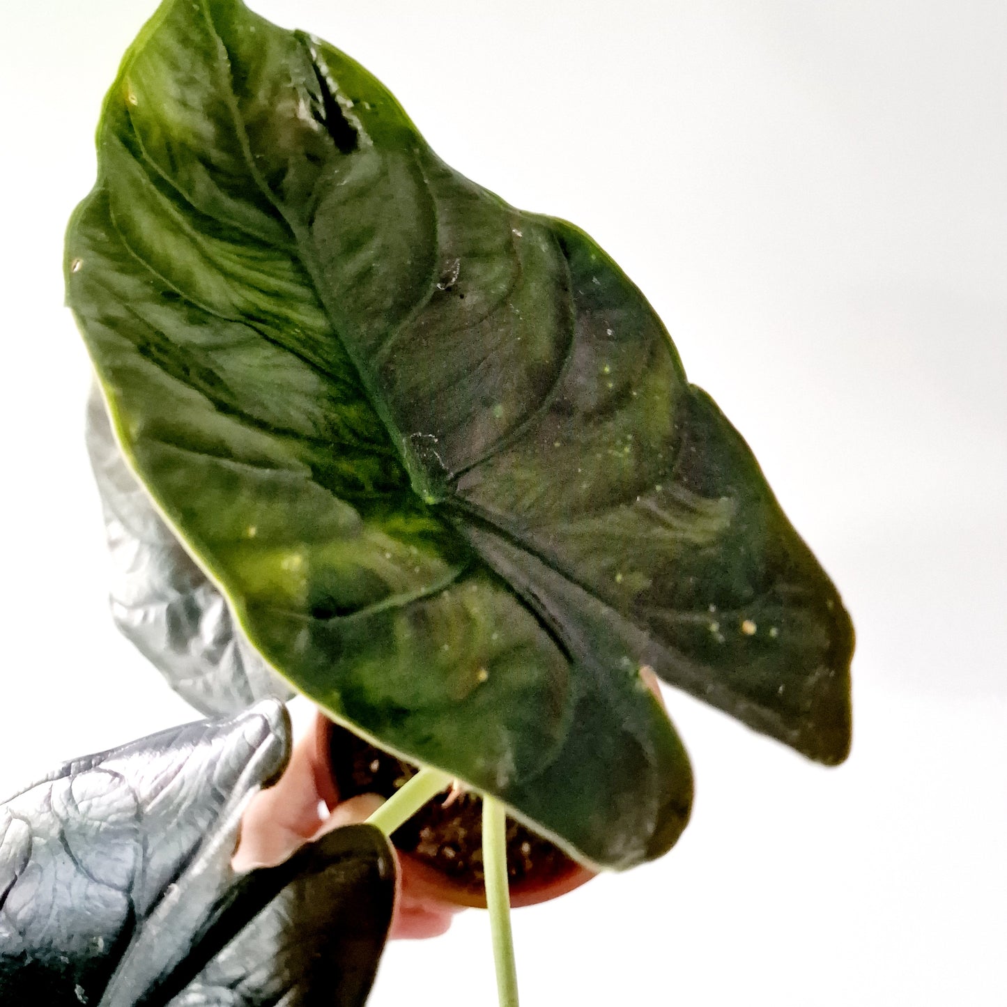 Alocasia Green Unicorn Houseplant 14cm pot