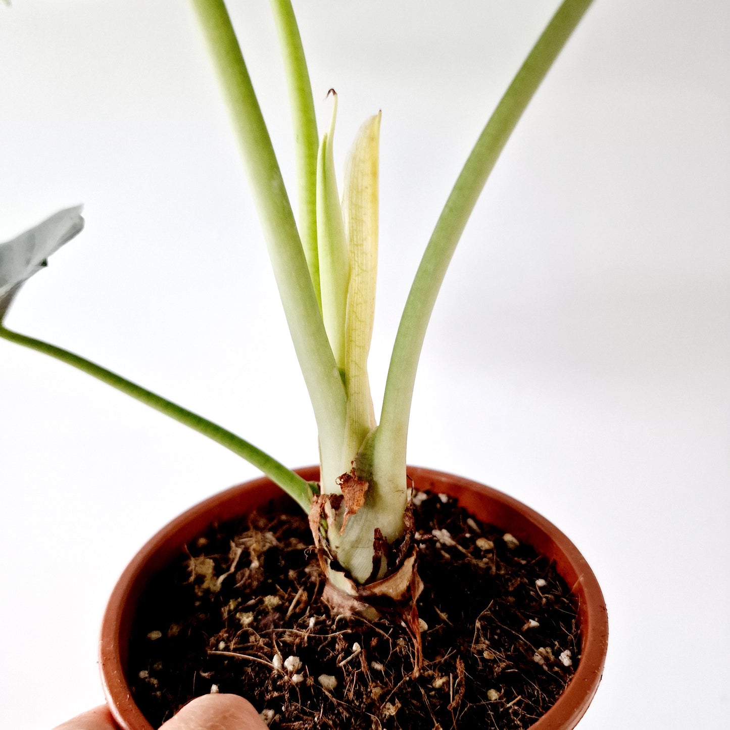 Alocasia Green Unicorn Houseplant 14cm pot