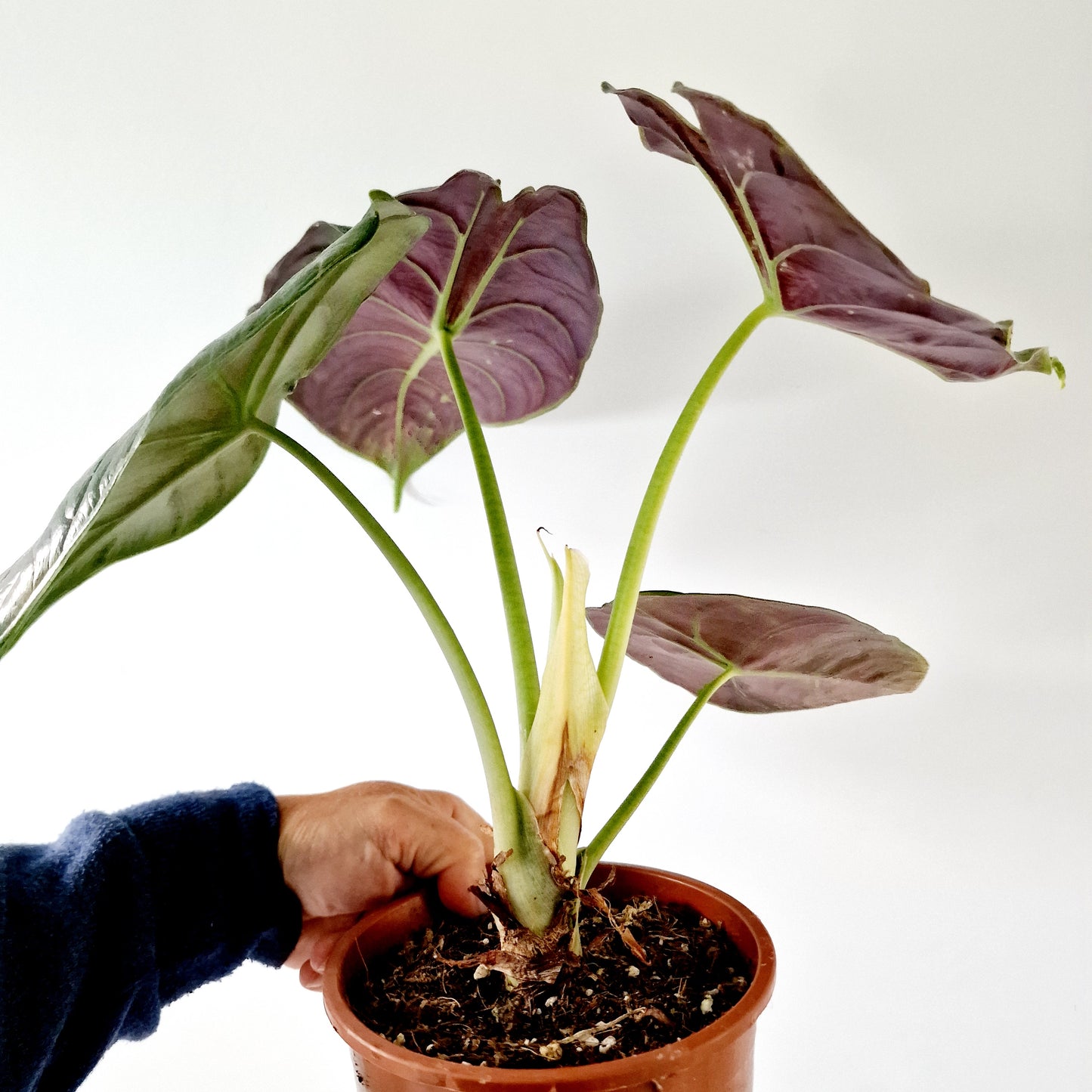 Alocasia Green Unicorn Houseplant 14cm pot