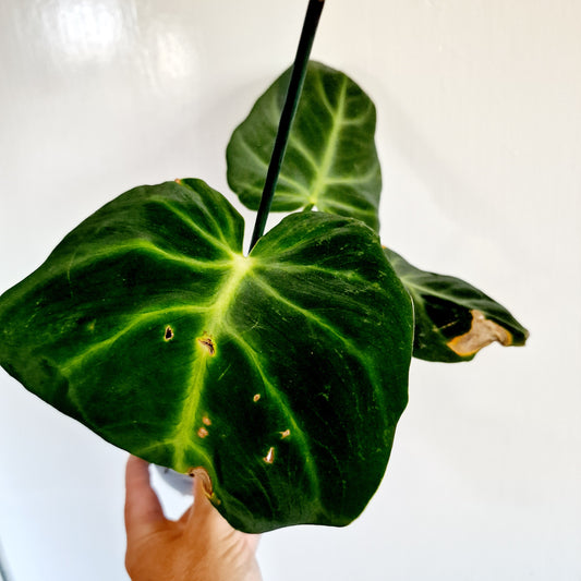 Philodendron Luxurians Houseplant 12cm pot
