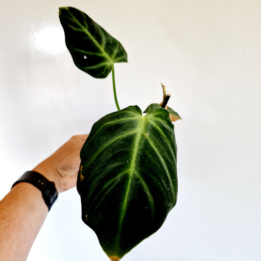 Philodendron Luxurians Houseplant 12cm pot