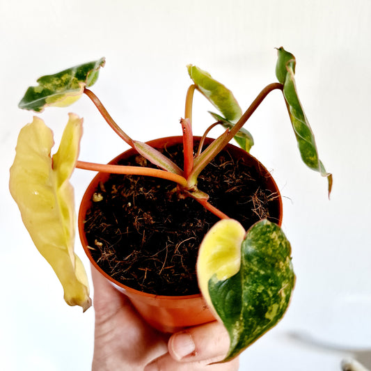 Philodendron Billietiae Variegated Houseplant 9cm pot (2)