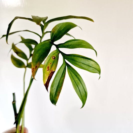 Monstera Subpinnata Rare Houseplant 9cm pot