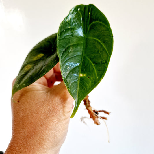 Alocasia Green Unicorn Rooting Corm