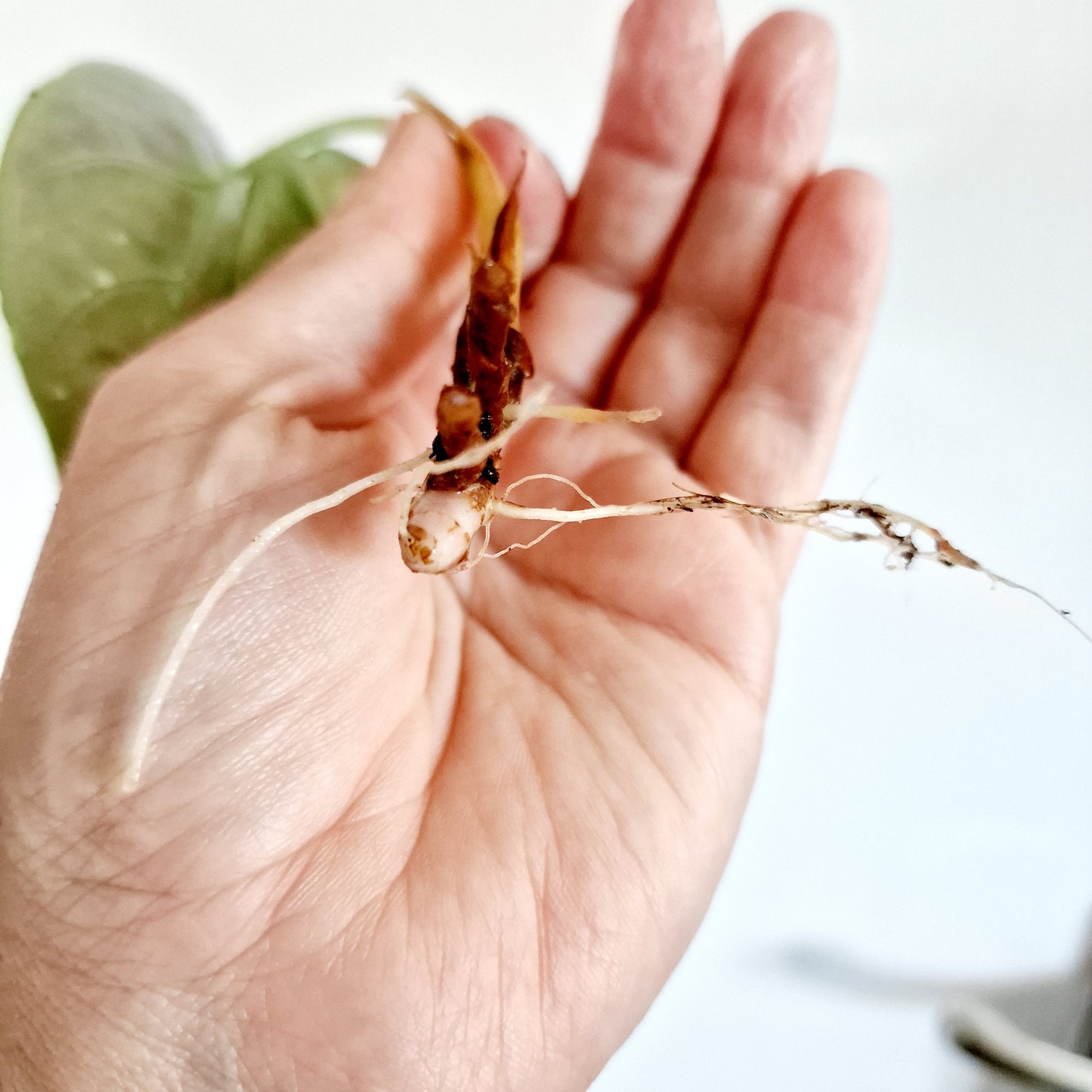 Alocasia Green Unicorn Rooting Corm