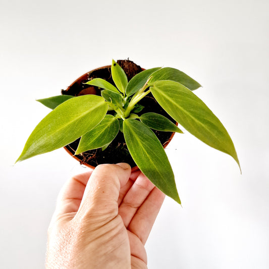 Philodendron Spiritus Sancti 2 Houseplants in each 10.5cm pot