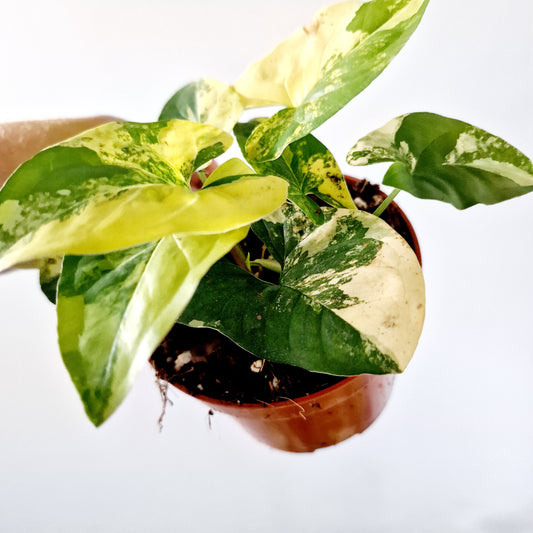 Syngonium Aurea multiple Houseplants in each 14cm pot (1)