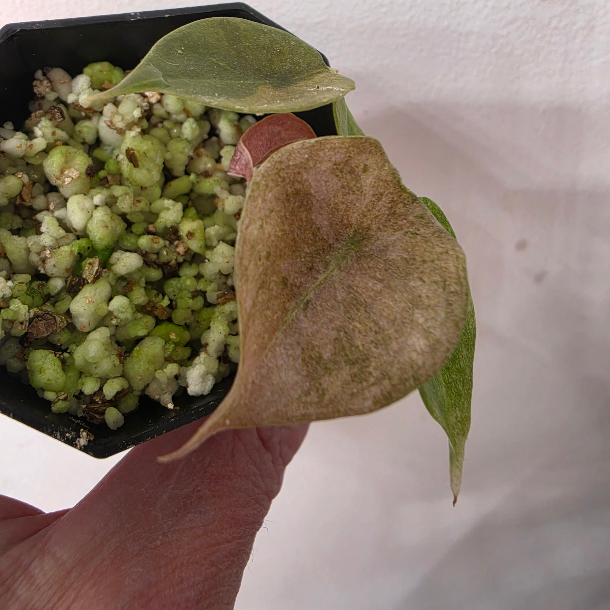 Alocasia Bundle - SEE DESCRIPTION!