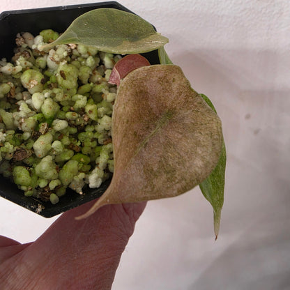 Alocasia Bundle - SEE DESCRIPTION!
