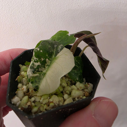 Alocasia Bundle - SEE DESCRIPTION!