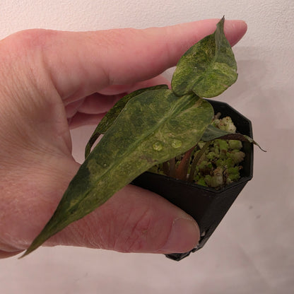 Alocasia Bundle - SEE DESCRIPTION!