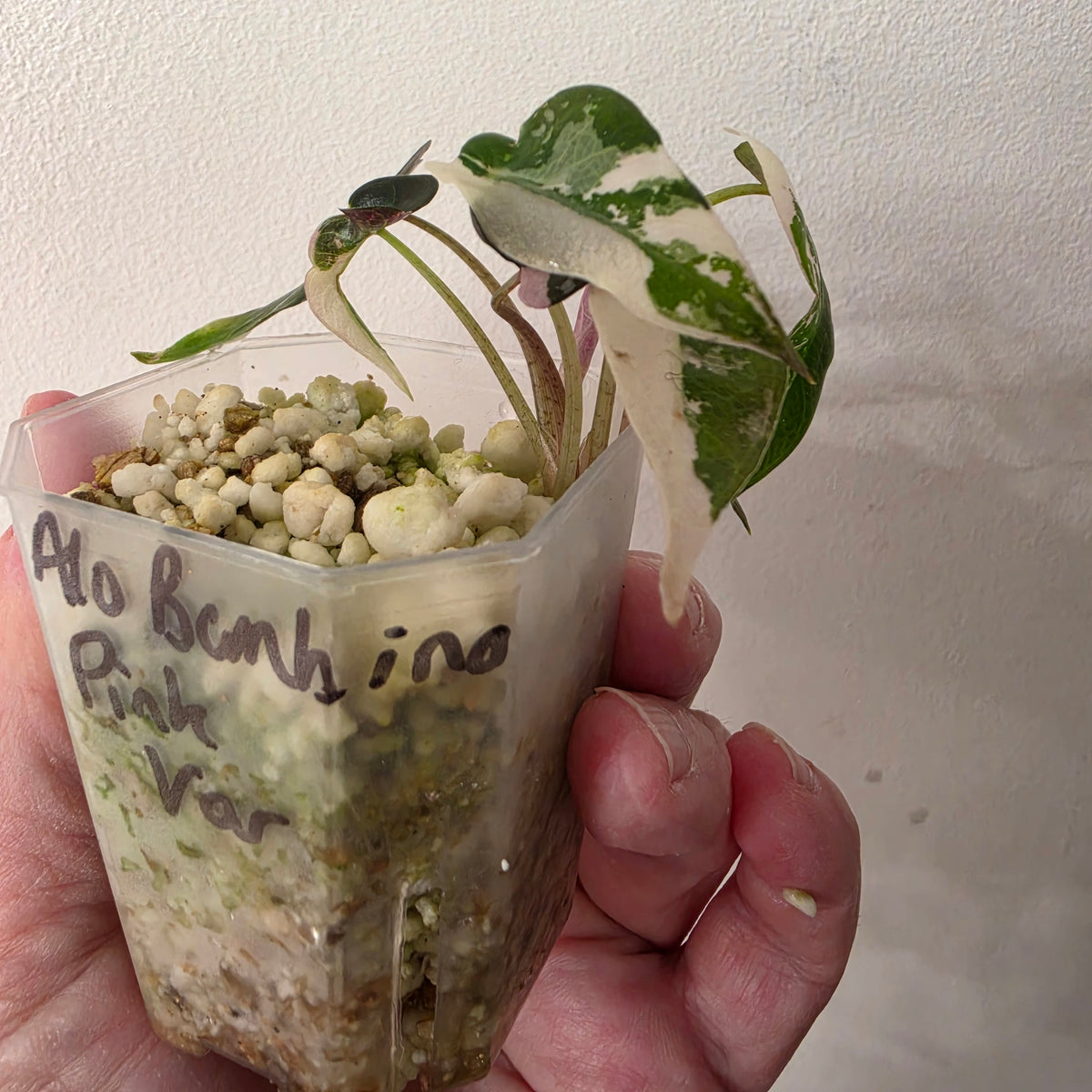 Alocasia Bundle - SEE DESCRIPTION!