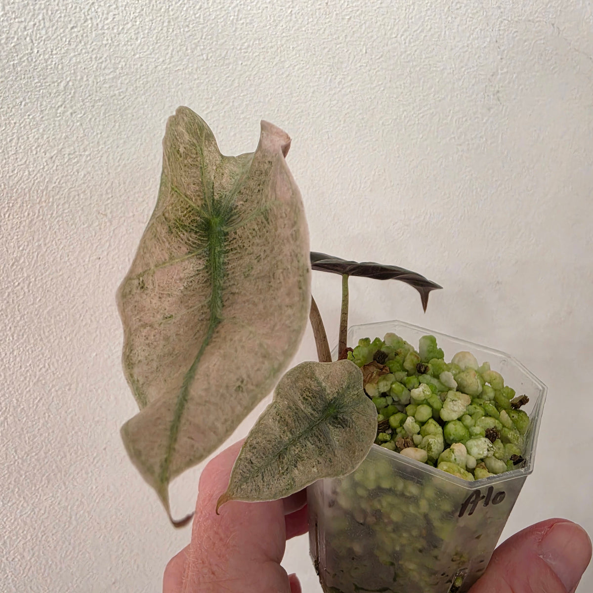 Alocasia Bundle - SEE DESCRIPTION!