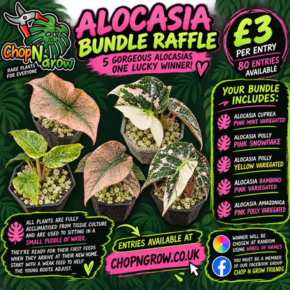Alocasia Bundle - SEE DESCRIPTION!