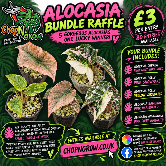 Alocasia Bundle - SEE DESCRIPTION!