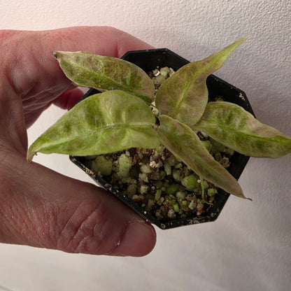 Alocasia Polly Yellow Aurea Variegated (B1)