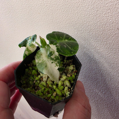 Alocasia Ninja Albo Variegated (B1)