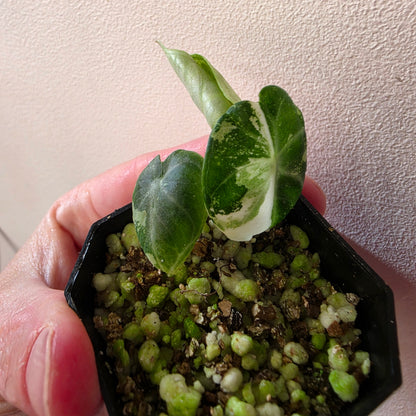Alocasia Ninja Albo Variegated (B1)