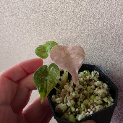Alocasia Cuprea Mint Pink Var (B1)