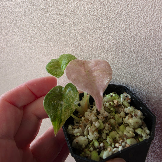 Alocasia Cuprea Mint Pink Var (B1)