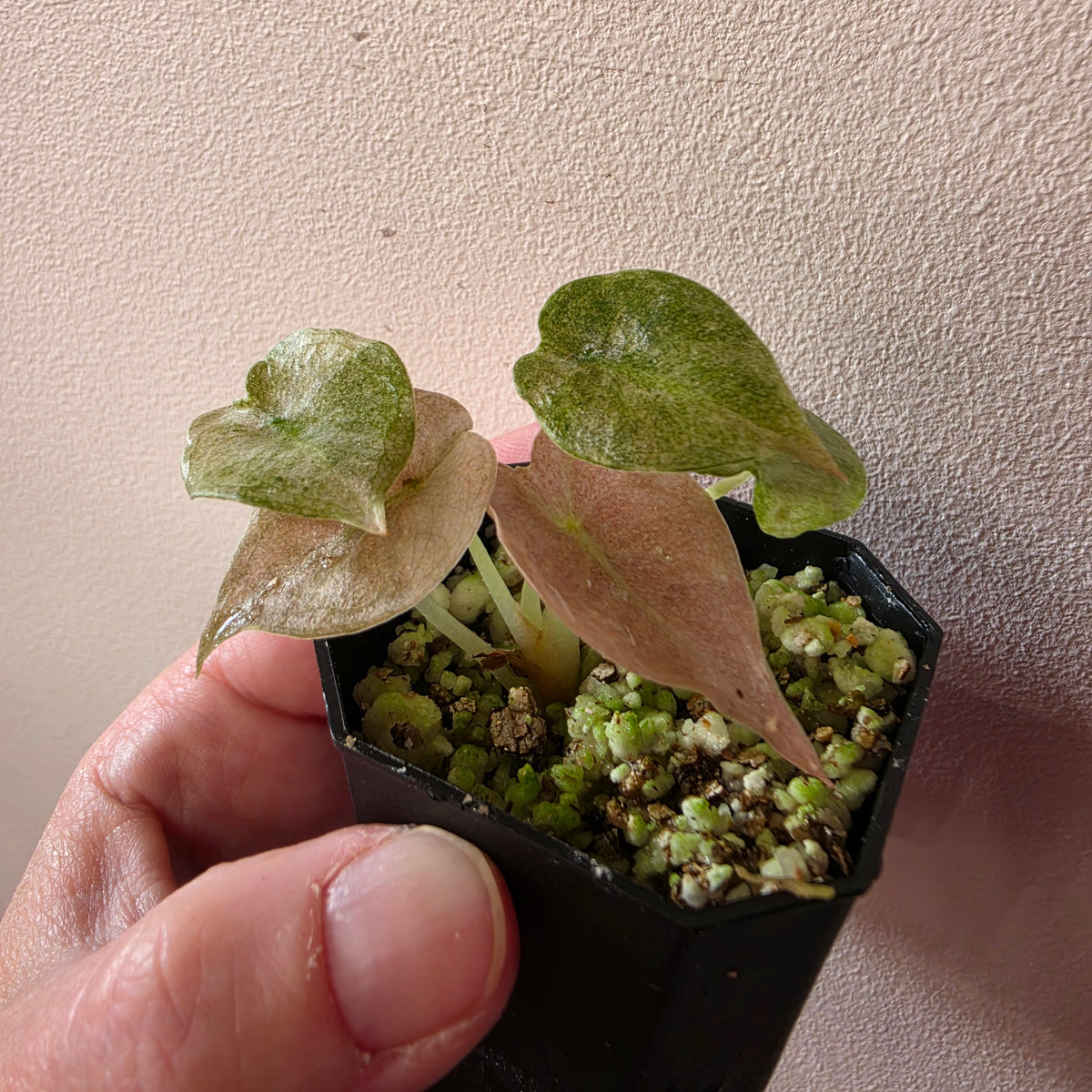 Alocasia Cuprea Mint Pink Var (B1)